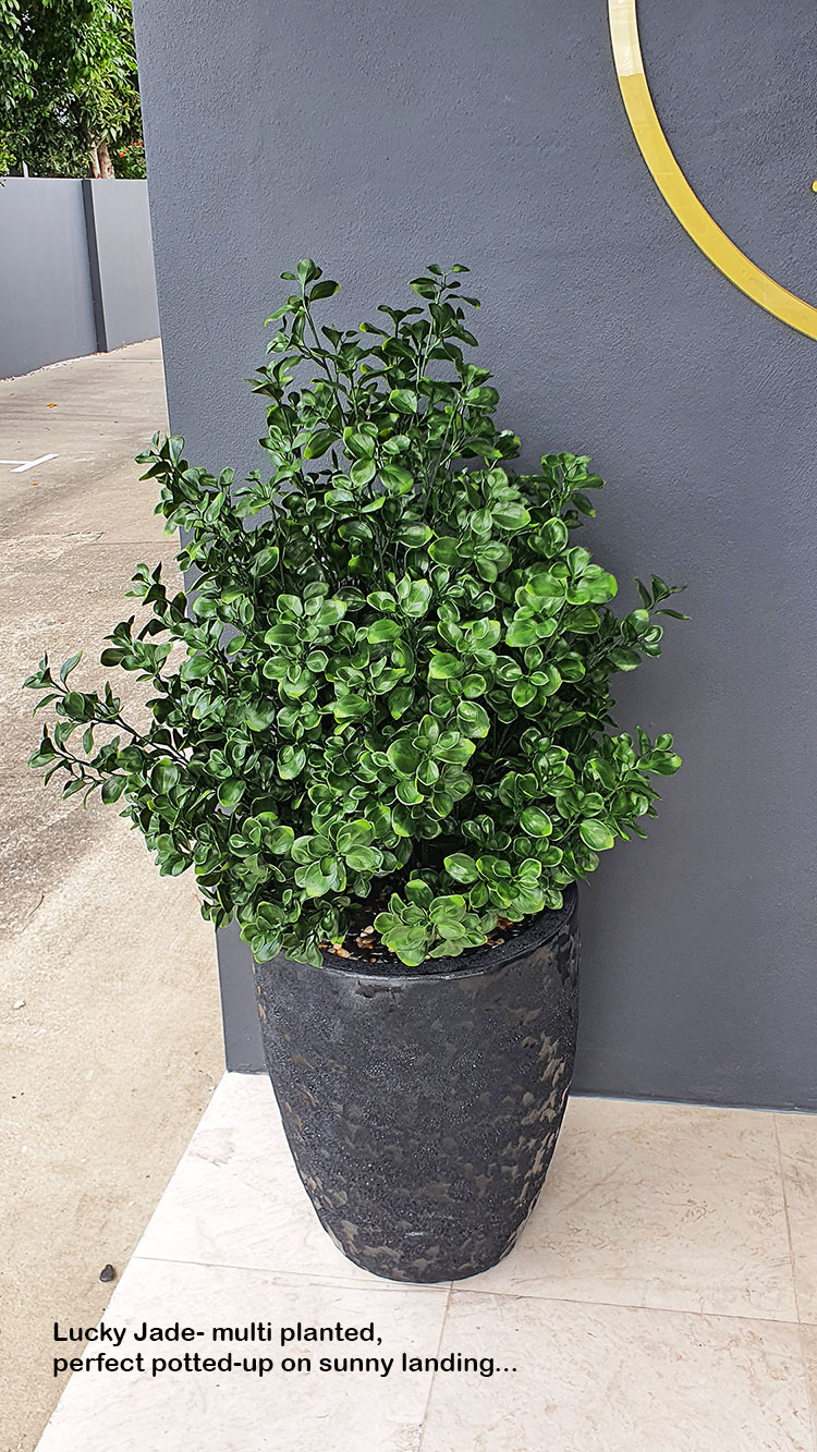 UV-Bush Lucky Jade 80cm