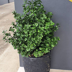 UV-Bush Lucky Jade 80cm - artificial plants, flowers & trees - image 8