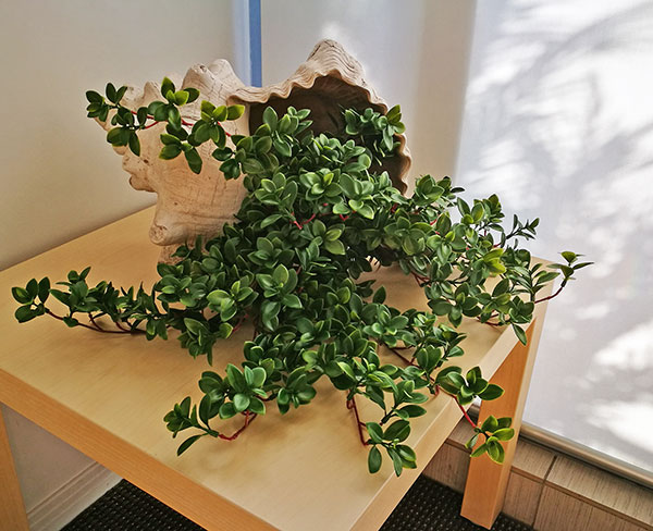 Trailing Jade Plant