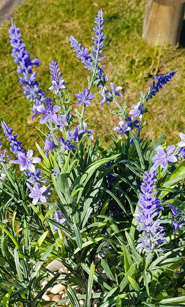 Lavender Bush UV-treated