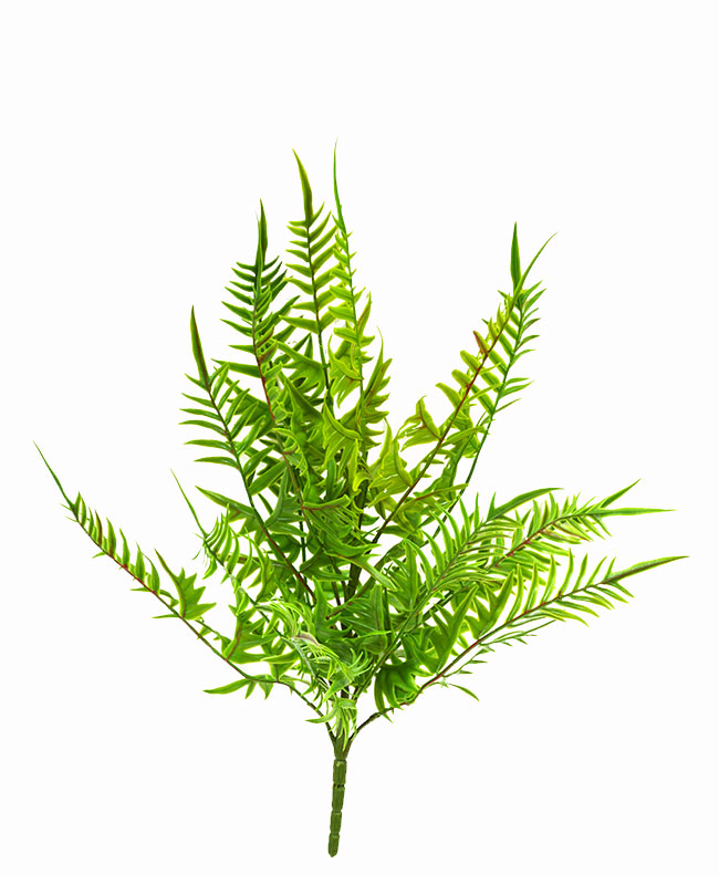 Ferns sml- Leather Fern UV-treated 