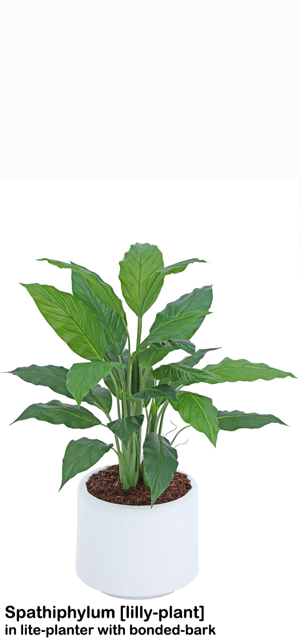 Lilly Plant [spathiphylum] 90cm