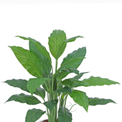 Lilly Plant [spathiphylum] 90cm - artificial plants, flowers & trees - image 2
