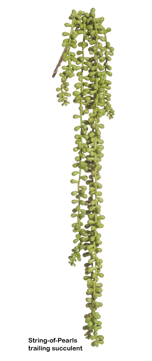 String-of-Pearls trailing Succulent