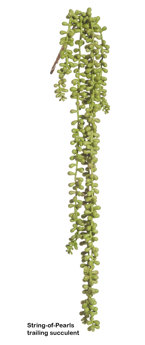 String-of-Pearls trailing Succulent