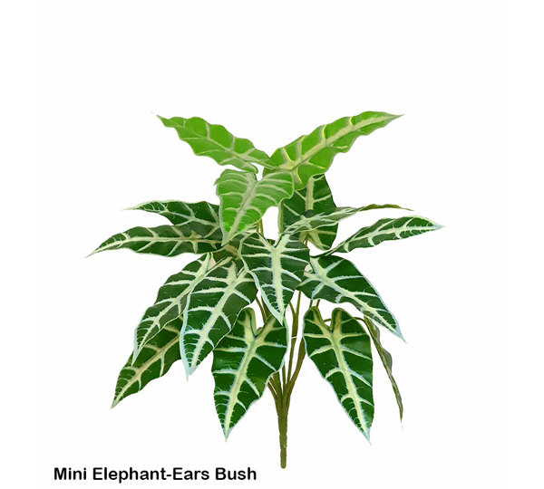 Mini Elephant-Ears green/grey