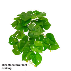 Mini-Monstera Plant- trailing - artificial plants, flowers & trees - image 4