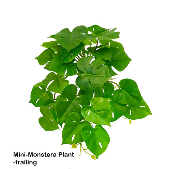 Bushes...sml trailers- Mini-Monstera Plant