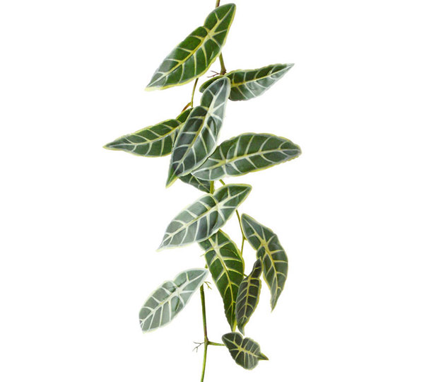 Trailing Vine- 1.75m Mini Elephant Ear