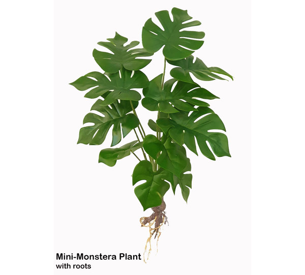 Mini-Monstera Plant with roots