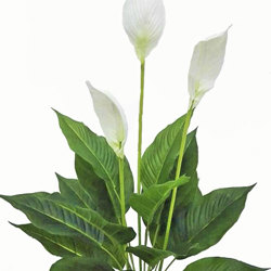 Madonna Lilly- 75cm x 3 flowers - artificial plants, flowers & trees - image 4