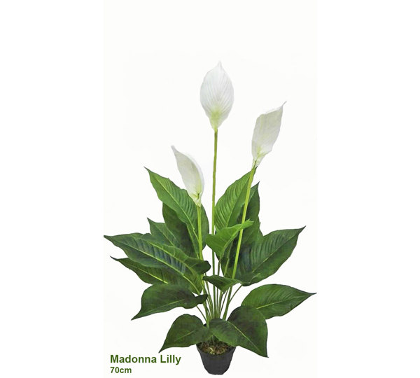 Madonna Lilly- 75cm x 3 flowers
