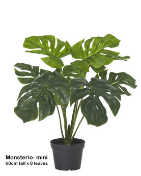 Monsterio Plant 60cm x 8 lvs