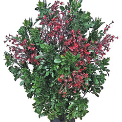 Flowering Murraya 80cm UV - artificial plants, flowers & trees - image 2