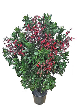 Flowering Murraya 80cm UV