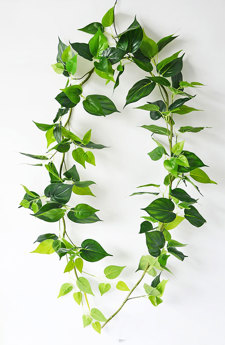 Trailing Vines- Philo Garland [philodendron]