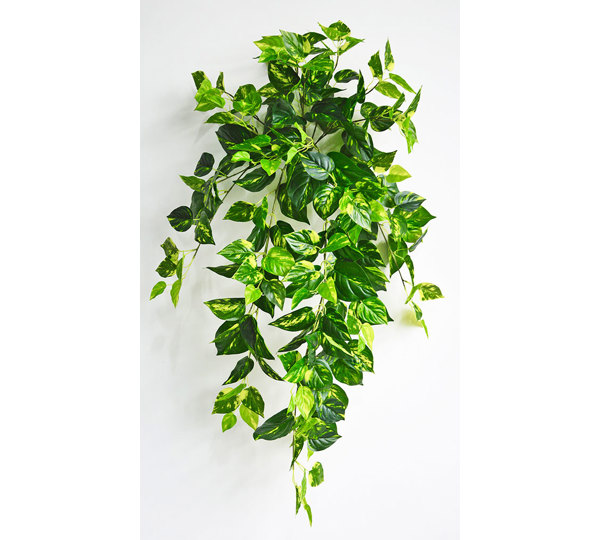 Trailing Bush- lge Pothos