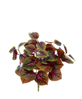 Small Bush- Purple Begonia