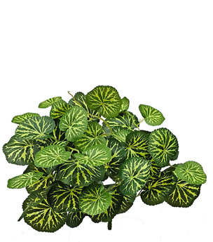 Small Bush- Saxifragia [var. geranium]
