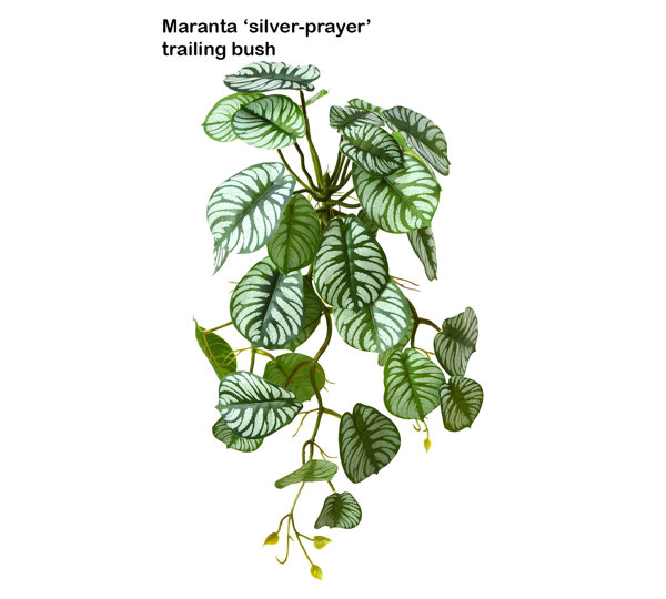 Bushes...sml trailers- Maranta 'silver-prayer' Plant
