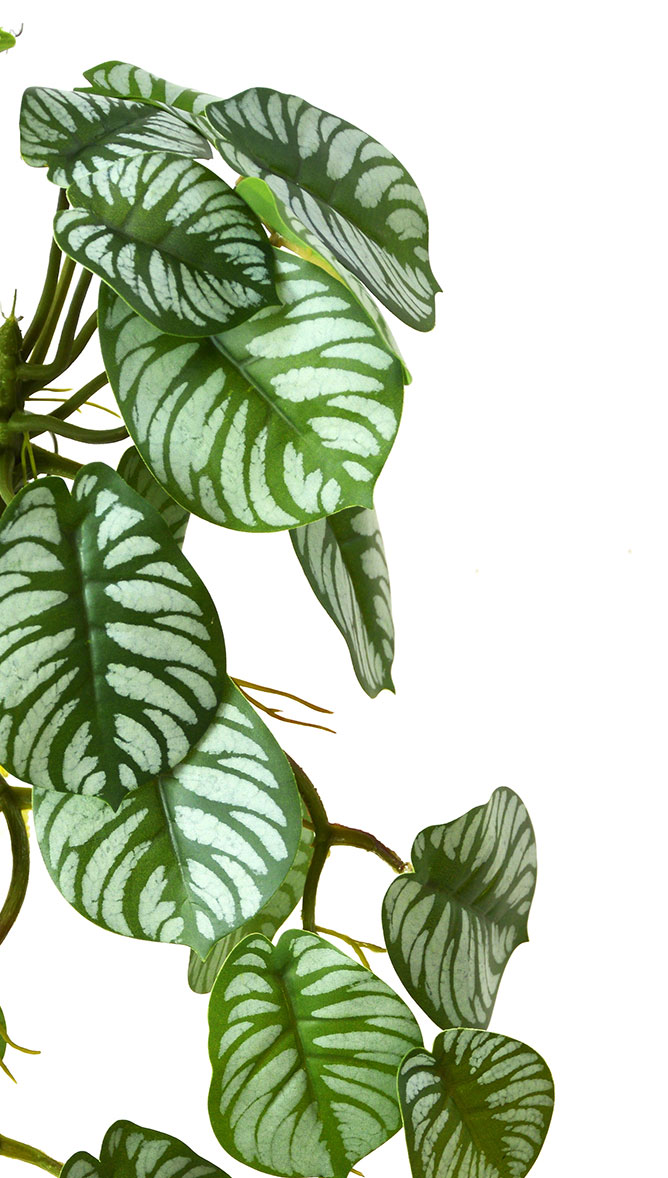 Trailing Vine- 1.75m Maranta 'silver-prayer'