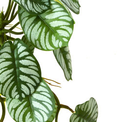 Trailing Vine- 1.75m Maranta 'silver-prayer' - artificial plants, flowers & trees - image 3