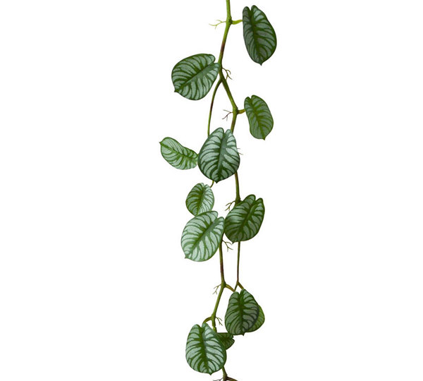 Trailing Vine- 1.75m Maranta 'silver-prayer'