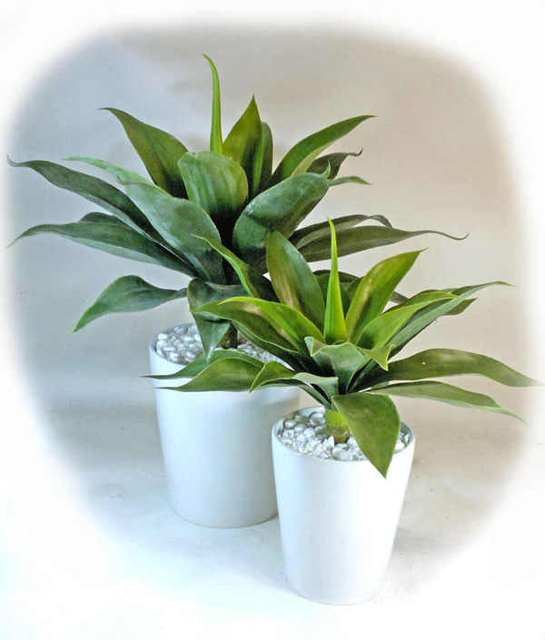 Articial Plants - Agaves [unpotted]- Medium