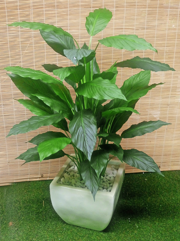 Lilly Plant [spathiphylum] 90cm