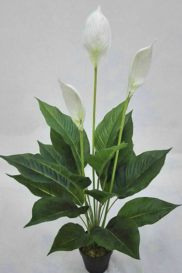 Madonna Lily- 80cm Delux x 6 flowers