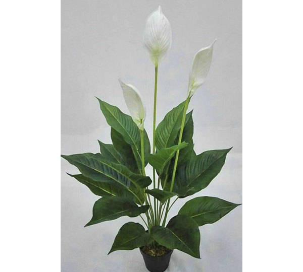 Madonna Lily- 80cm Delux x 6 flowers