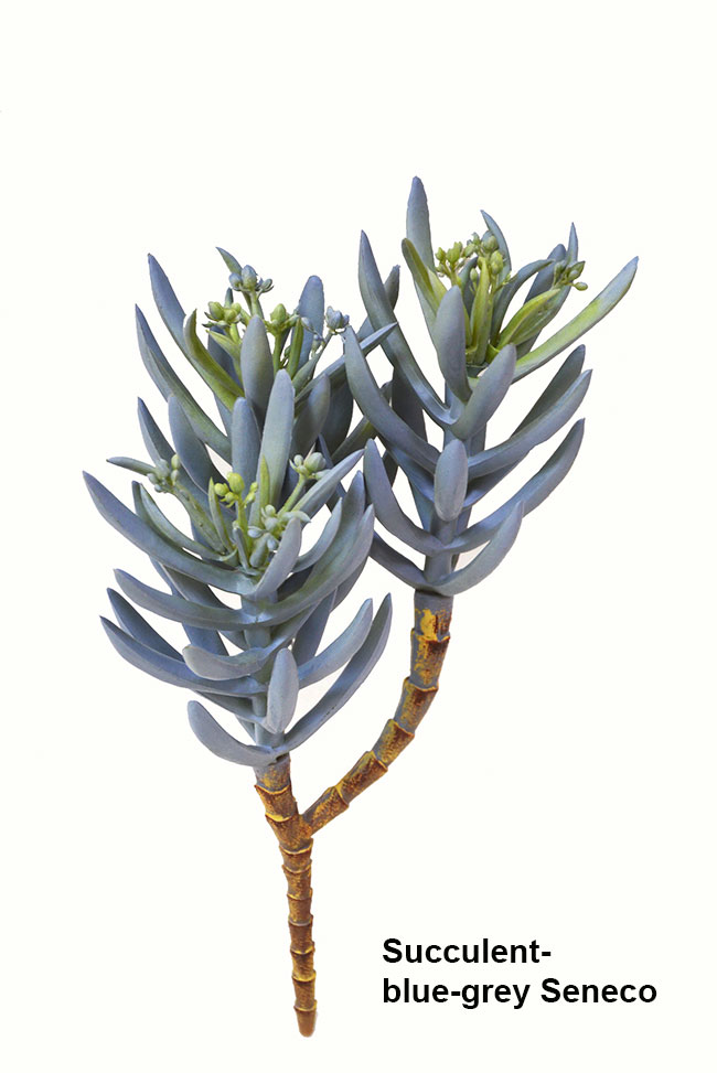 Succulent- Blue-Grey Seneco