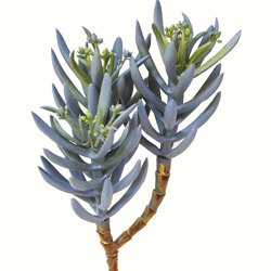 Succulent- Blue-Grey Seneco - artificial plants, flowers & trees - image 10
