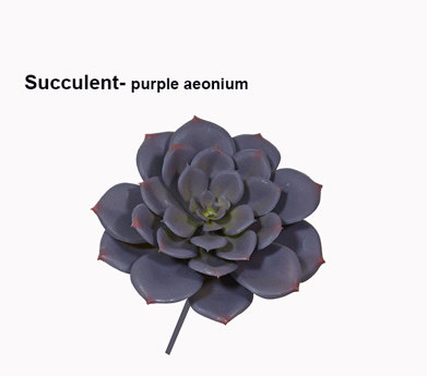 Succulent- Purple Echeveria