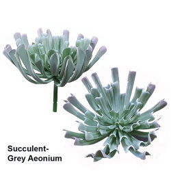 Succulent- Grey Aeonium - artificial plants, flowers & trees - image 10