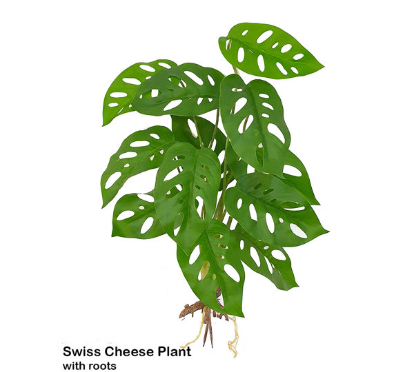 Swiss cheese Plant with roots
