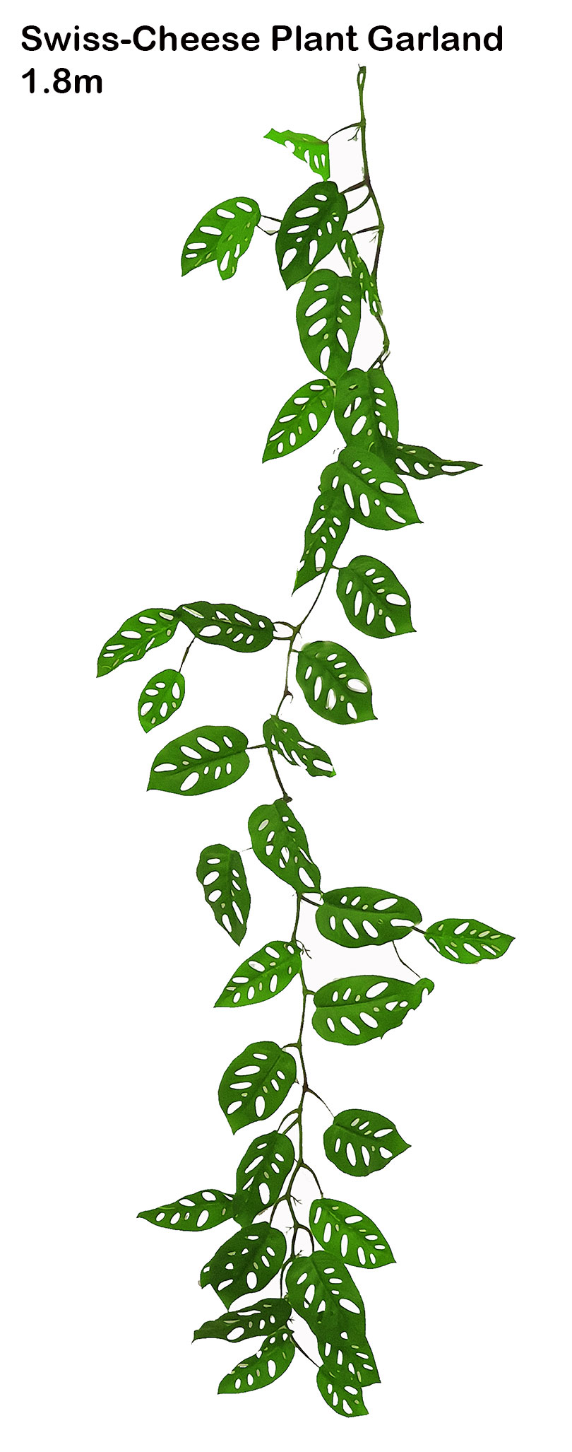 Trailing Vine- 1.75m Swiss Cheese Plant