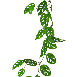 Trailing Vine- 1.75m Swiss Cheese Plant - artificial plants, flowers & trees - image 2
