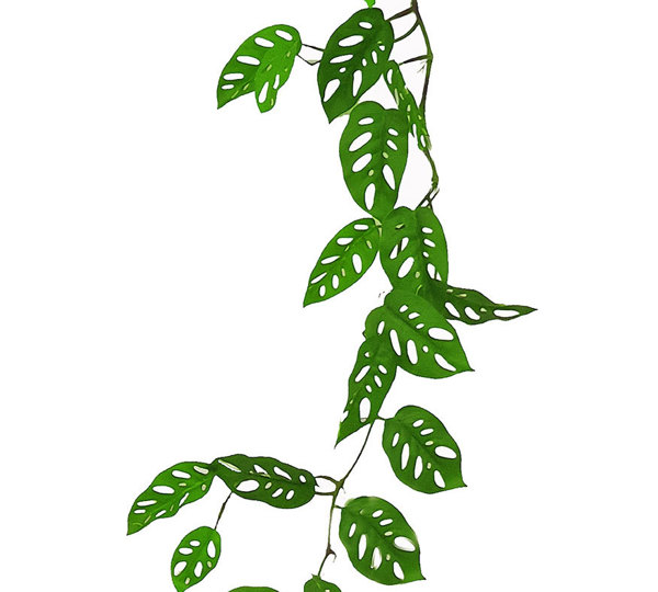 Trailing Vine- 1.75m Swiss Cheese Plant
