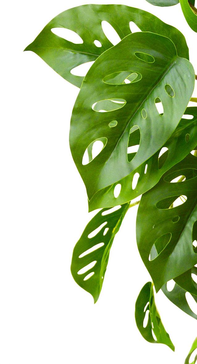 Trailing Vine- 1.75m Swiss Cheese Plant