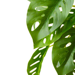 Trailing Vine- 1.75m Swiss Cheese Plant - artificial plants, flowers & trees - image 1