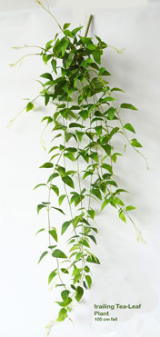 Trailing Tea-Leaf Plant
