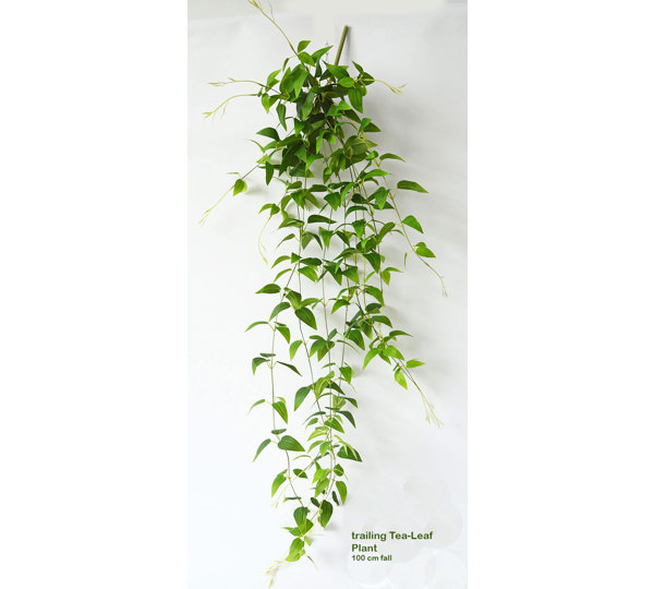 Trailing Clematis Plant