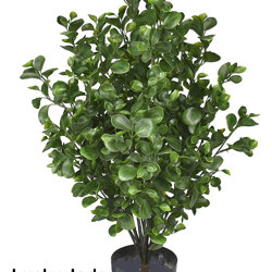 UV-Bush Lucky Jade 80cm - artificial plants, flowers & trees - image 9