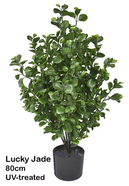 UV-Bush Lucky Jade 80cm