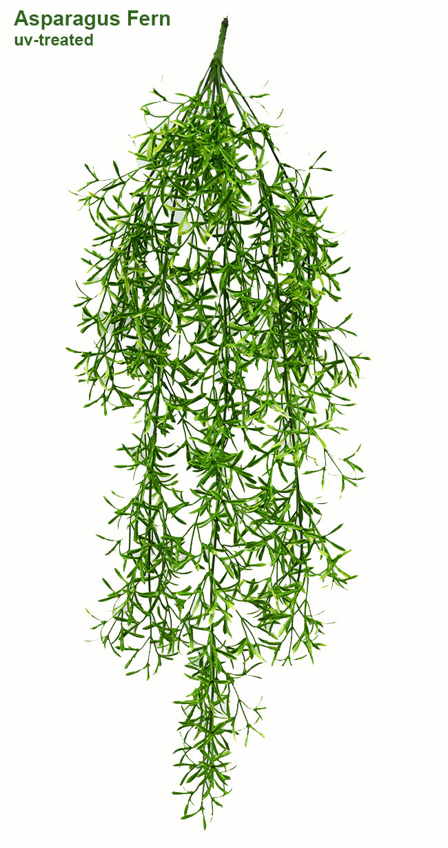 UV-Trailer: Asparagus Fern 70cm