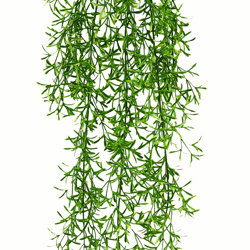 UV-Trailer: Asparagus Fern 70cm - artificial plants, flowers & trees - image 10