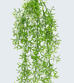 UV-Trailer: Asparagus Fern [light-green]