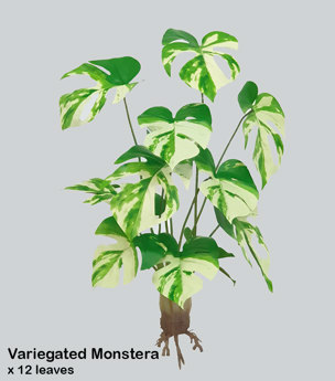Variegated Monstera Plant