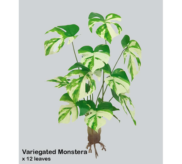 Variegated Monstera Plant